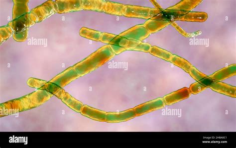 Nocardia Brasiliensis Bacteria Hi Res Stock Photography And Images Alamy