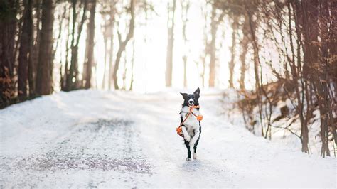 Wallpaper dog, cute animals, winter, snow, trees, 4k, Animals #16741