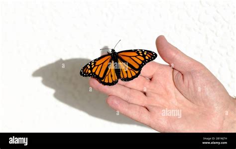 Butterfly Monarch Danaus Plexippus On Hand Against White Wall Canary