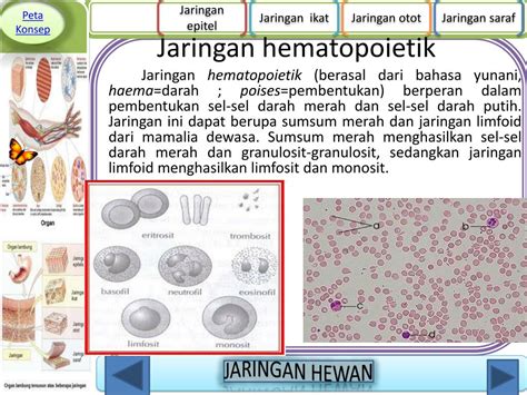 Peta konsep pengertian sistem saraf penyusunan sistem saraf pembagian sistem saraf fungsi sistem saraf. PPT - JARINGAN HEWAN VERTEBRATA PowerPoint Presentation ...