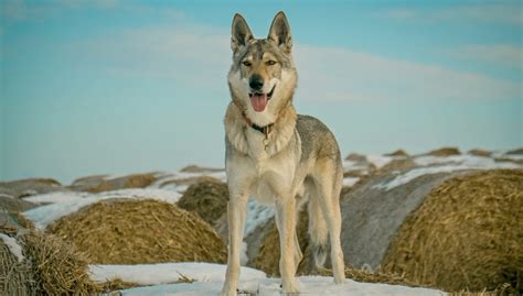 25 Wolf Dog Breeds That Share The Most Characteristics With Wolves