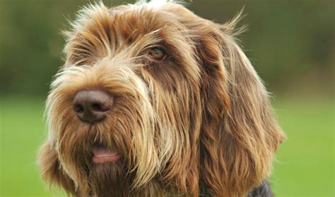 spinone italiano dog breed information