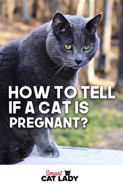 How To Tell If A Cat Is Pregnant Cat Facts Pregnant Cat Grey Cats