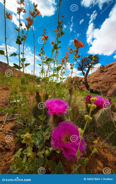 Wild Desert Flowers Blossoms Utah Landscape Vertical Composition Stock