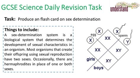 Gcse Science Daily Revision Task 132 Youtube