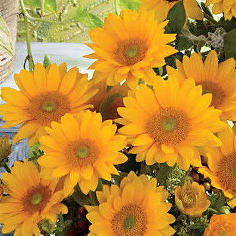 Vincent S Fresh F1 Sunflower Seeds Urban Farmer