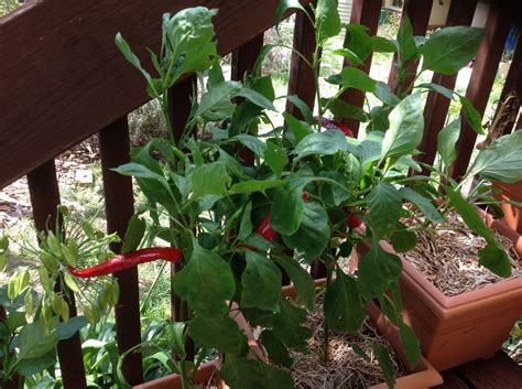 Capsicums Growing At Home Sustainable Jillsustainable Jill