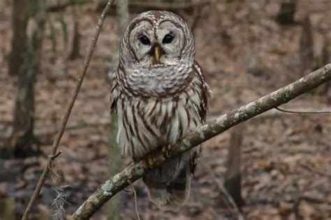 6 Species Of Owls In North Carolina With Pictures Bird Feeder Hub
