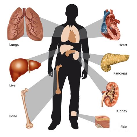 Transplantable Organs Illustration Photograph By Gwen Shockey