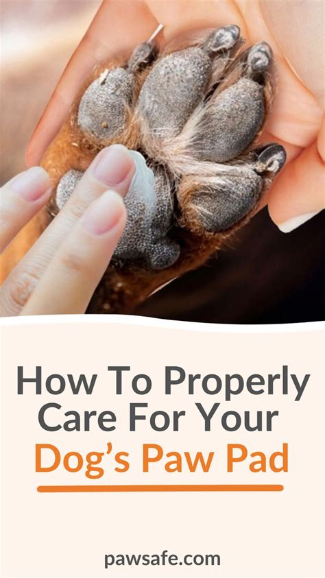 How To Properly Care For Your Dogs Paw Pad In 2023 Dog Paw Pads