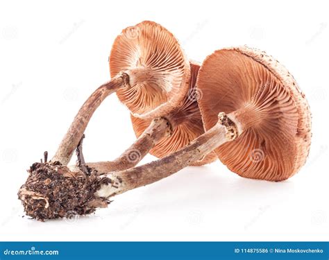 Mushrooms Honey Agaricsarmillaria Mellea Isolated On White Stock