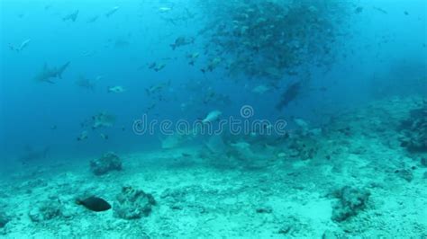 Underwater Life Of Sharks And School Of Fish In Pacific Ocean Stock