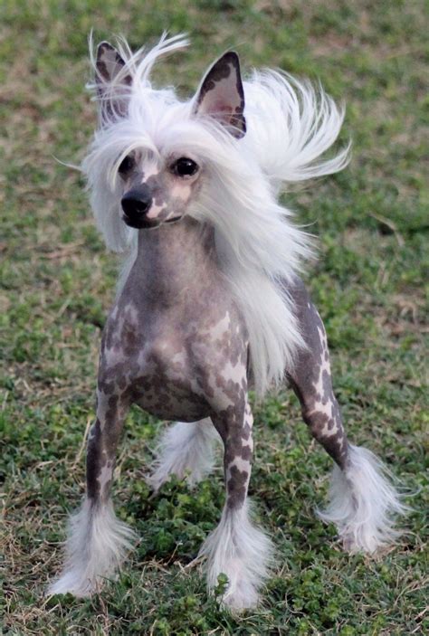 Beautiful Chinese Crested Chinese Crested Powder Puff Chinese Crested