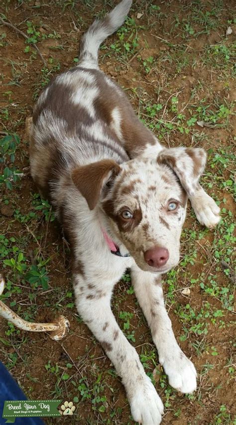 stud dog red merle catahoulalab mix breed  dog