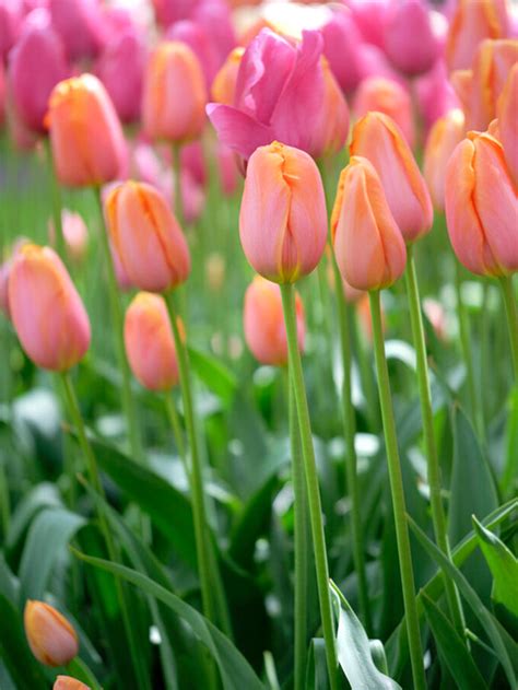 Tulip Bulbs Dordogne Dutchgrown Popular Tulips For Sale