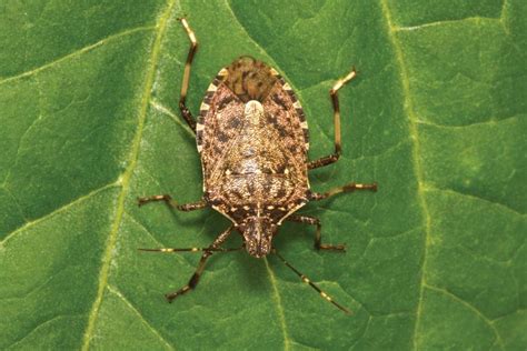 Brown Marmorated Stink Bugs Stemming The Tide Of An Invasive Pest