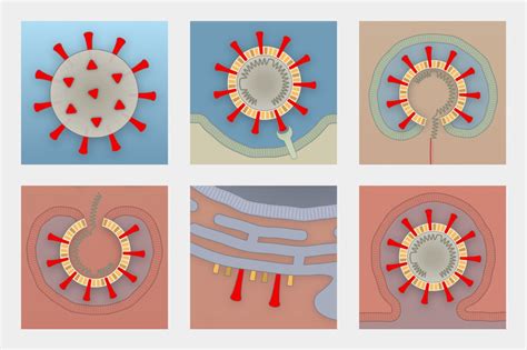 Lesson Of The Day ‘how Coronavirus Hijacks Your Cells The New York