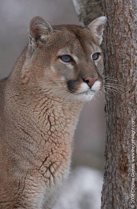 Which Can Handle Cold Climates Better A Cougar Aka Puma And Mountain