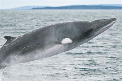 Recently, however, the antarctic minke ( balaenoptera bonaerensis. Minke Whale Facts, Habitat, Diet, Life Cycle, Baby, Pictures