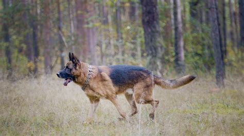 Hip Dysplasia In German Shepherds Everything An Owner Needs To Know