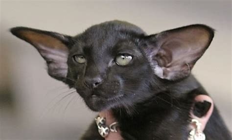 Because of that, this cat 9 bat introduced the azr alloy material. Dobby is a free elf! : aww