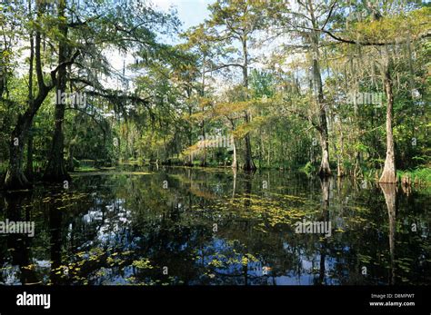 Elk283 4598 Louisiana Cajun Country Big Bayou Black Landscape Stock