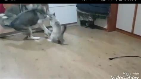 Crazy Cat Attacks Dog Youtube