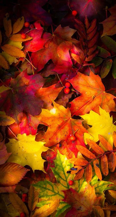 Pin By Tabbie Smith Elliott On Falling For Autumn Autumn Leaves