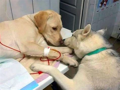At A Vets Clinic Sick Dog Gets Comforted By ‘assistant Dog Image