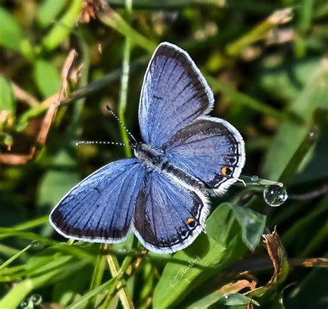 Eastern Tailed Blue Butterfly Butterfly Pictures Beautiful