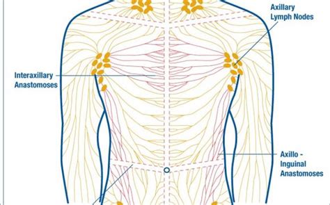 Lymphatic Massage By Wandas Health Massage Therapy Llc In Columbia Sc