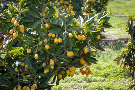 Loquat Fruit And Everything You Need To Know