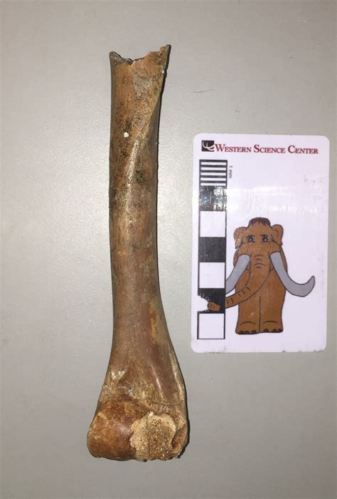 Fossil Friday Deer Forelimb — Western Science Center