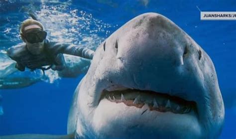 woman swims alongside 20 foot great white shark and the whole thing is caught on camera