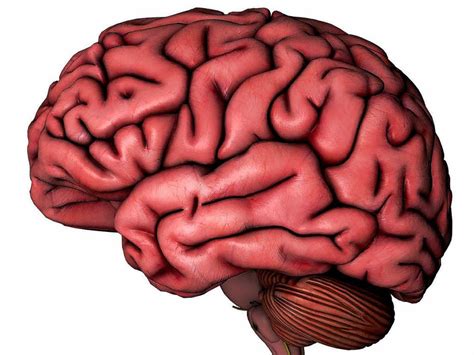 Was In Den Gehirnen Von Verbrechern Passiert Bildung And Wissen