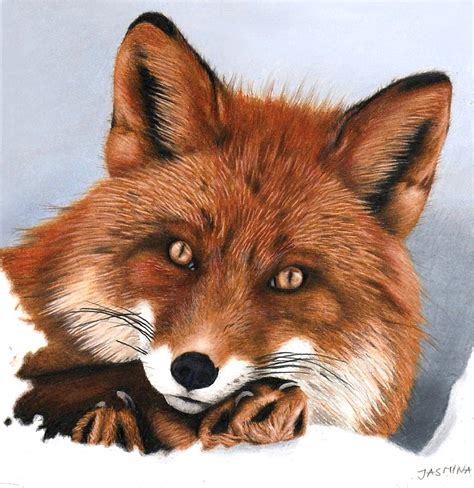 Red Fox Colored Pencil Drawing By Jasminasusak On Deviantart