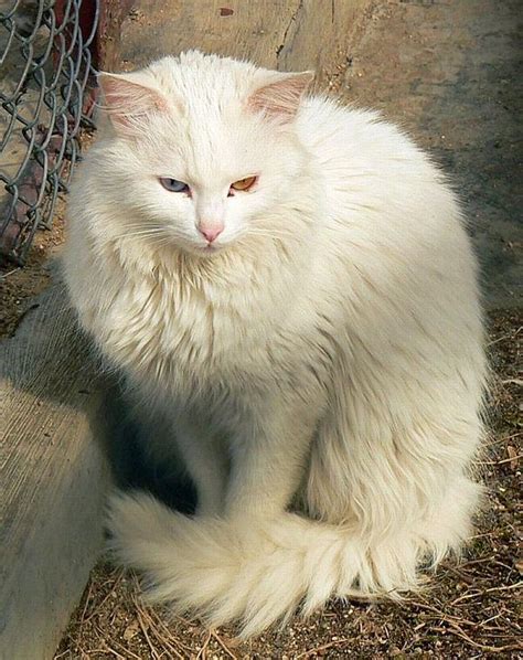 Turkish Angora Cat Info Personality Kittens Pictures