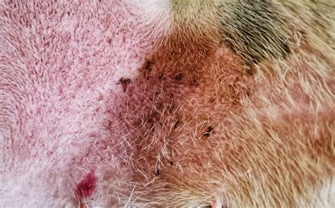 Brown Spots On Dog Skin What Canine Freckles Or Dark Spots Mean Pawsafe