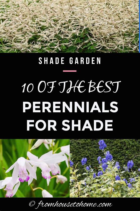 10 Tall Shade Perennials Flowering Plants That Bloom In