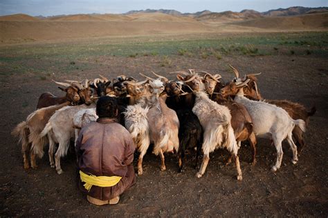 Mongolias Nomads Mongolia Nomad Photo Essay