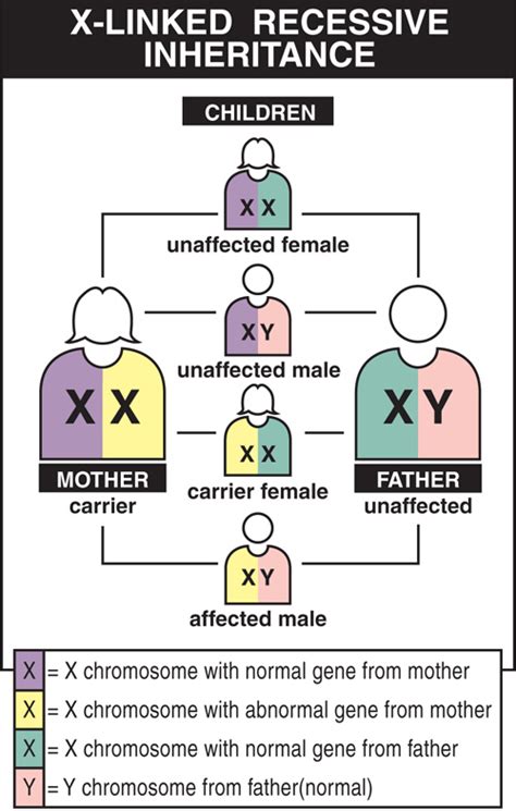 3>autosomal recessive is one of several ways that a trait, disorder, or disease can be passed down through families. Gallery X And Y Chromosomes Chart
