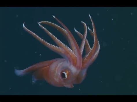 Bei den meisten fischarten findet keine kopulation statt. Crazy Deep Water Animals I Verrückte Unterwasser-Tiere der ...