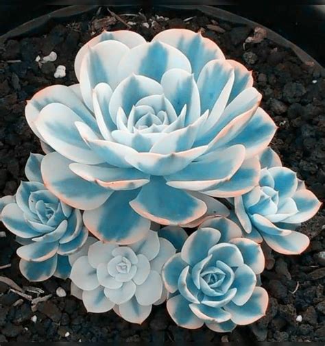100 Gorgeous Succulent Plants Ideas For Indoor And Outdoor Full Of