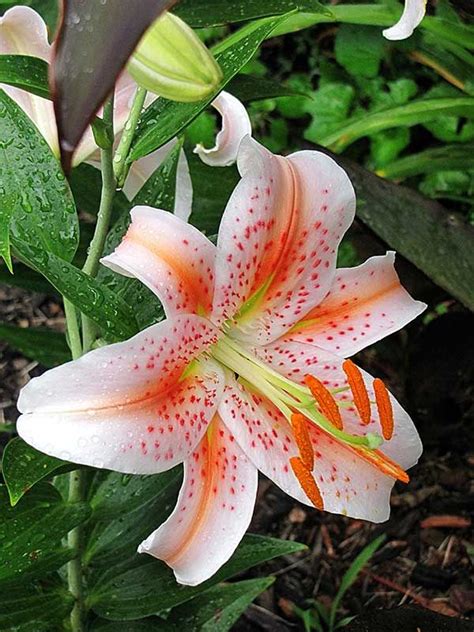 Salmon Star Spectacular New Oriental Lily That Lives Up