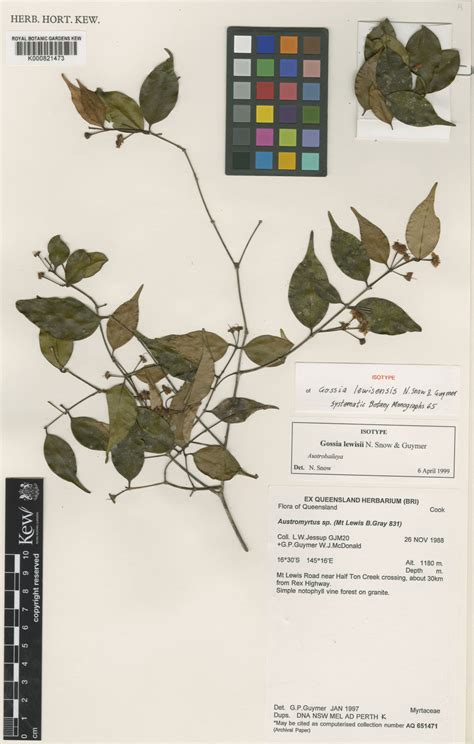 Gossia Lewisensis Nsnow And Guymer Plants Of The World Online Kew