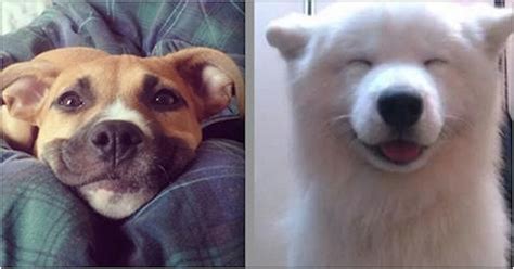 16 Happy Dogs Who Know How To Brighten Up A Room With A Smile