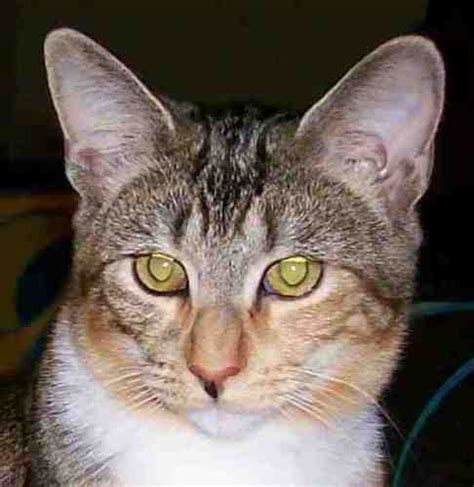 Savannah Calico Tabby Cat Pets Duluth Ga