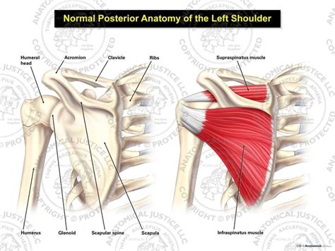 13 best anatomy diagrams images on pinterest. Normal Posterior Anatomy of the Left Shoulder