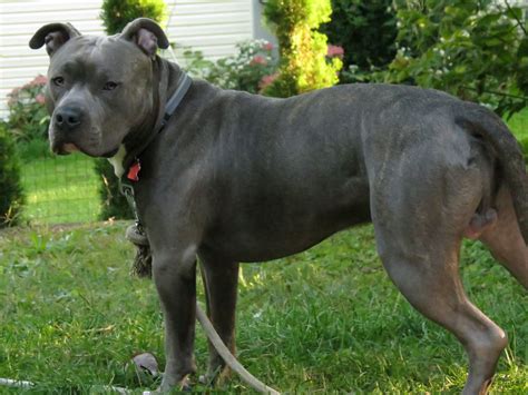 10 Months Knight Sabre The Thunderfoot Blue Nose