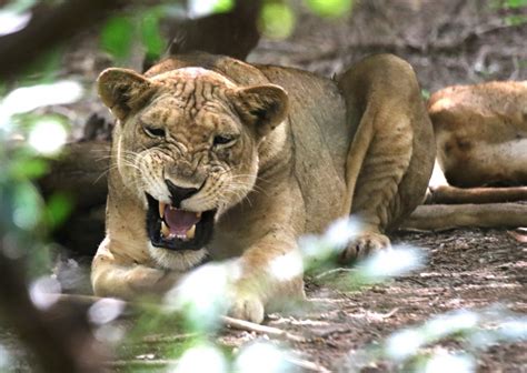 The Lions In The Lake Manyara National Park Exploring Africa